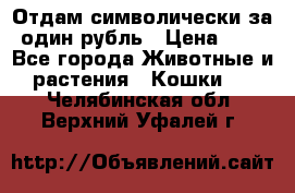 Отдам символически за один рубль › Цена ­ 1 - Все города Животные и растения » Кошки   . Челябинская обл.,Верхний Уфалей г.